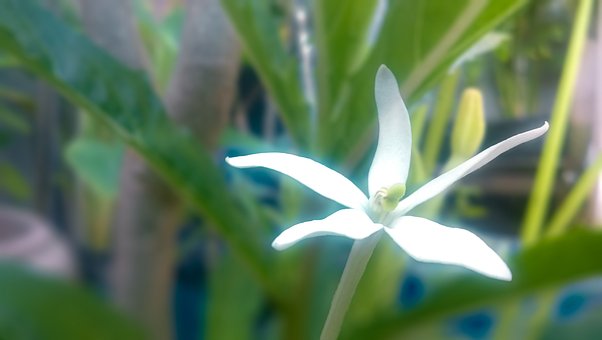 Blume, Blüte, Natur, Garten, Pflanze