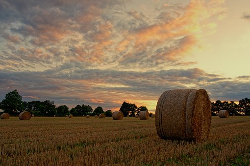 Free Field Straw photo and picture