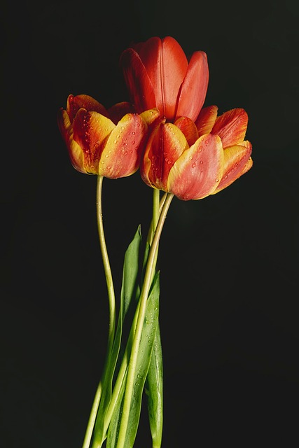 Free Tulip Flowers photo and picture