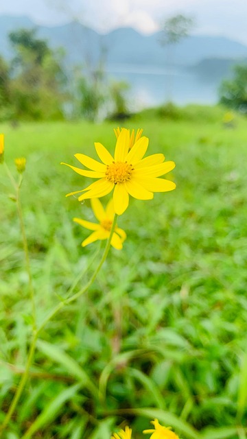 Free Flowers Bloom photo and picture