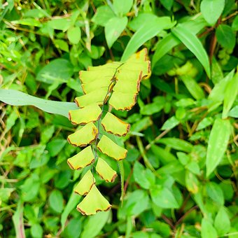 Free Leaves Nature photo and picture