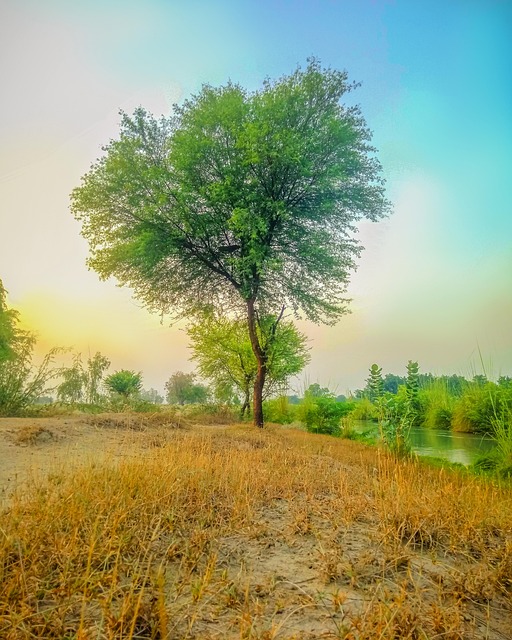 Free Tree Morning photo and picture