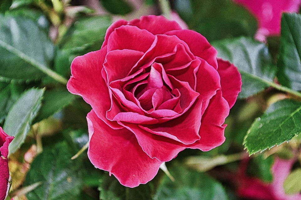 Blomma Rosa - Gratis foto på Pixabay - Pixabay