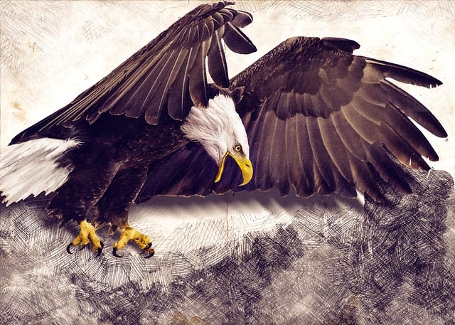 Free bird eagle wildlife illustration