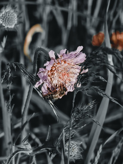 Bi, Insekt, Blomst, Madow, Forår, Natur
