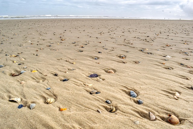 Free Sand Shellfish photo and picture