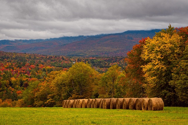Free Hay Nature photo and picture