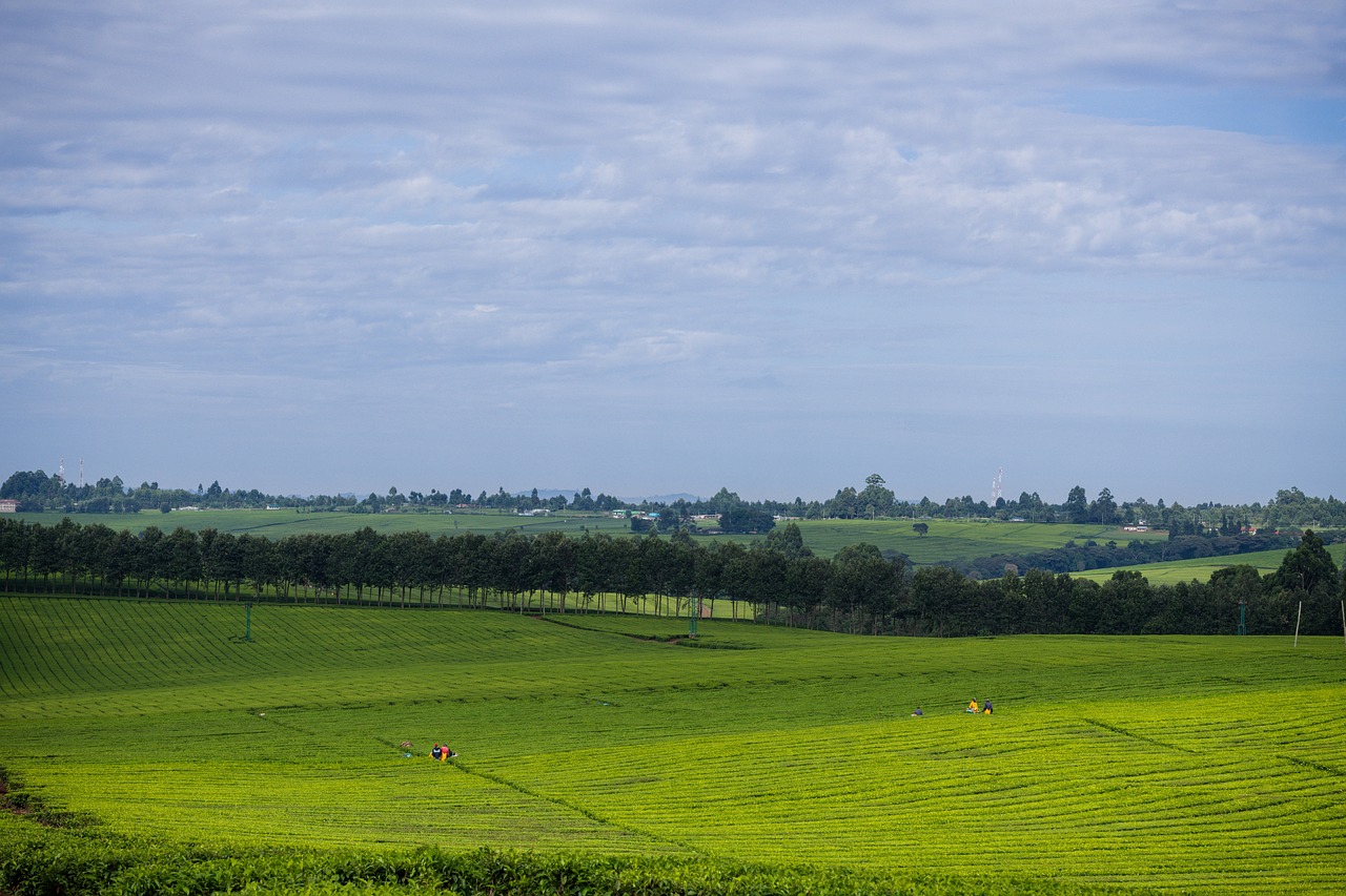 Tea Plantation Kenya Farming Free photo on Pixabay Pixabay