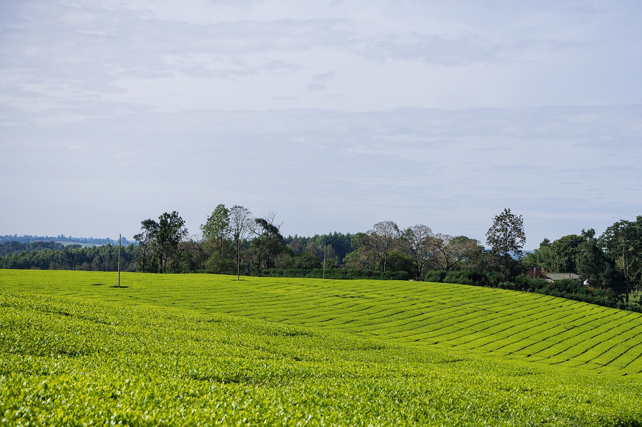 Tea Plantation Kenya Farming Free photo on Pixabay Pixabay