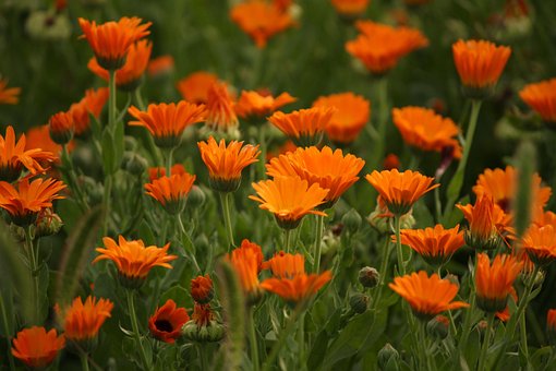 Free Marigold Orange Flowers photo and picture