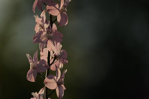 Free Pink Flowers Garden photo and picture