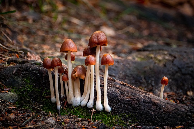 Free Mushroom Fungi photo and picture