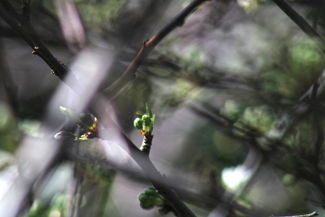Free Blur Blurred photo and picture