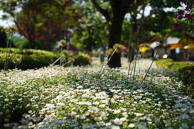 Free Garden Nature photo and picture