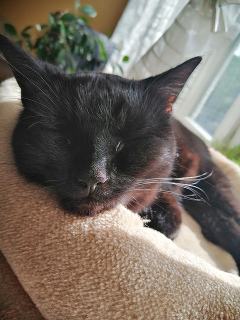 Free Black Cat Feline photo and picture