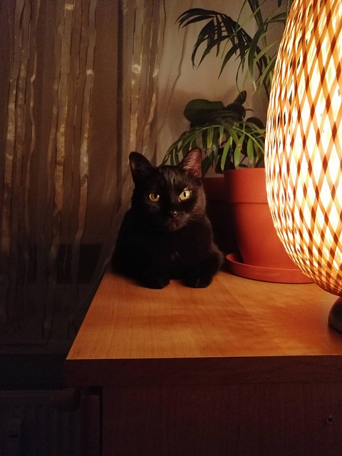Free Black Cat Feline photo and picture