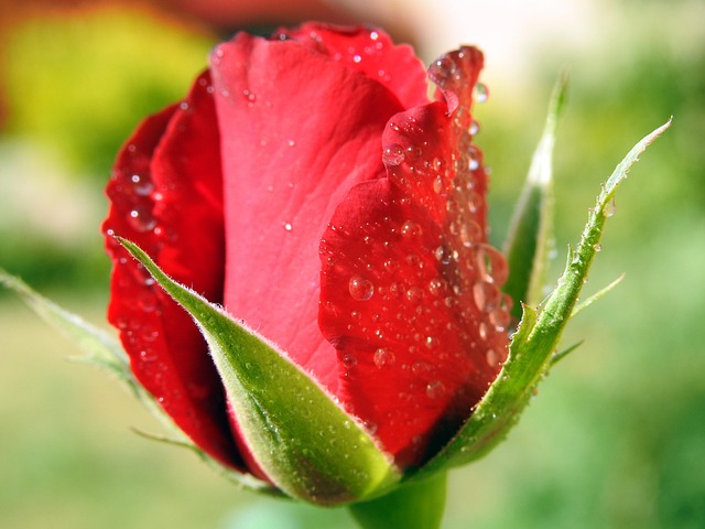 Rosa, Fondo De La Flor, Flor, Rocío