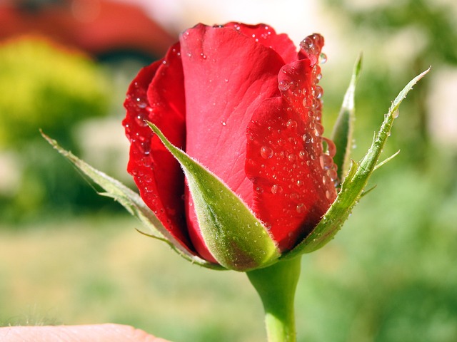 Rosa, Flor, Rocío, Mojado