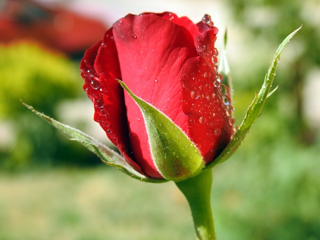 Rosa, Flor, Rocío, Mojado, Flor Rosa