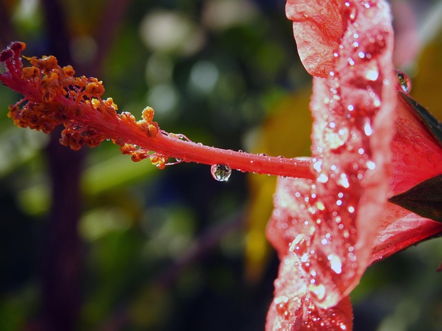 Flor, Rojo, Planta, Naturaleza, Hoja