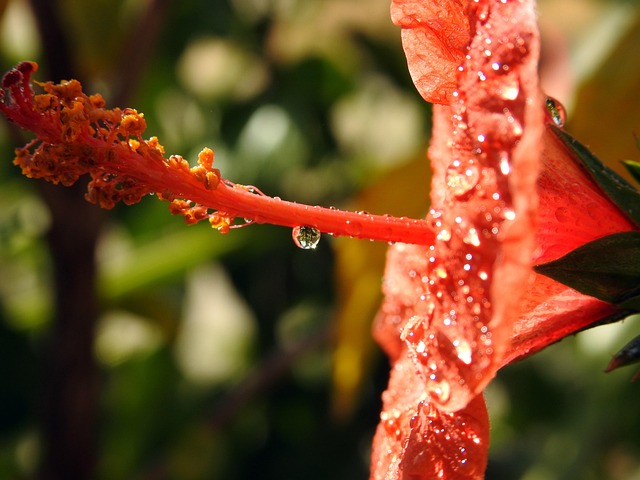 Flor, Rojo, Planta, Naturaleza, Hoja