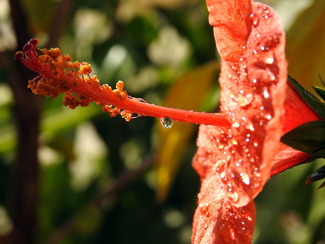Flor, Rojo, Planta, Naturaleza, Hoja