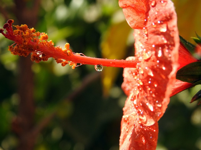 Flor, Rojo, Planta, Naturaleza, Hoja