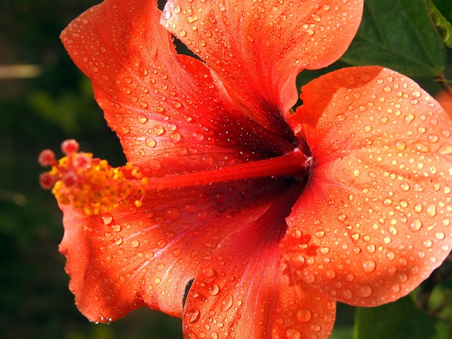 Hibisco, Flor, Rocío, Mojado