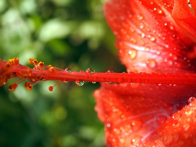 Hibisco, Flor, Rocío, Mojado
