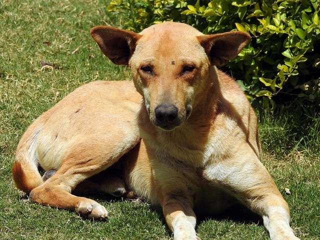 Abandonado, Animal, Antecedentes