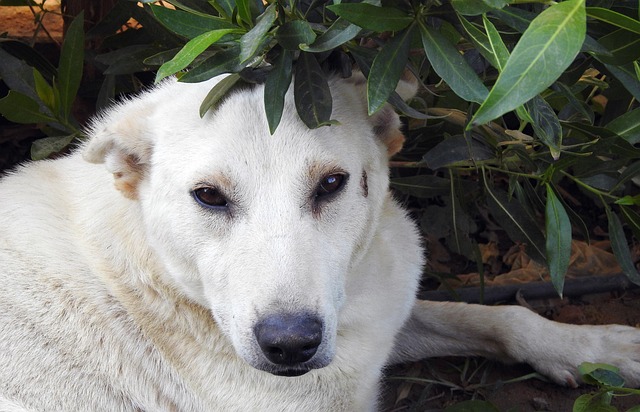 Perro, Perro Callejero, Animal