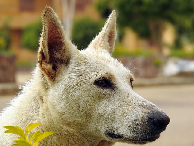 Abandonado, Adorable, Solo, Animal