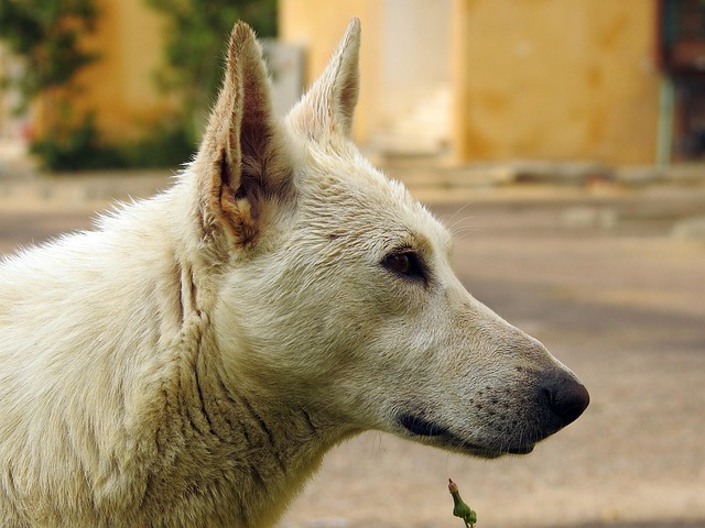 Abandonado, Adorable, Solo, Animal