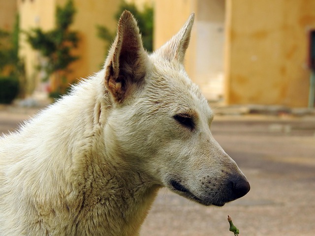 Abandonado, Adorable, Solo, Animal