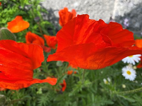 Free Flower Flowers photo and picture