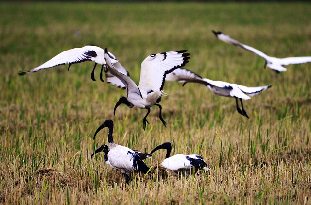 Ibis Birds Animals - Free photo on Pixabay - Pixabay