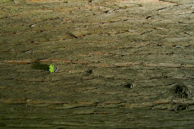 Free Leaf Ground photo and picture