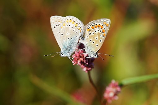 Free Butterflies Flower photo and picture