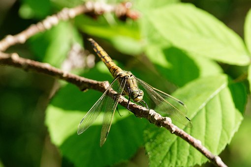Free Dragonfly Insect photo and picture