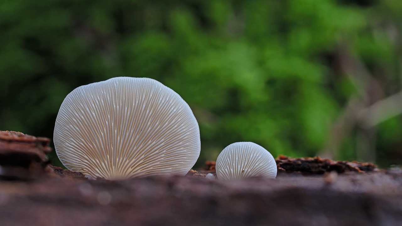Pilze Pflanzen Pilz - Kostenloses Foto auf Pixabay - Pixabay
