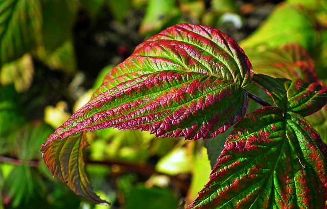 Free Leaves Raspberry Leaves photo and picture