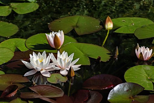Lirio De Agua, Flores, Plantas