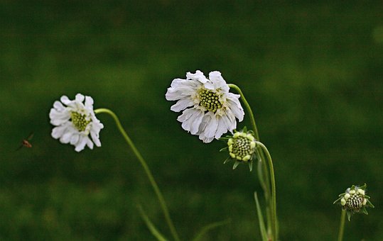 Scabiosa Caucasica Alba