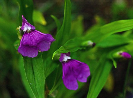 Flores, Púrpura, Jardín, Especial, Hojas