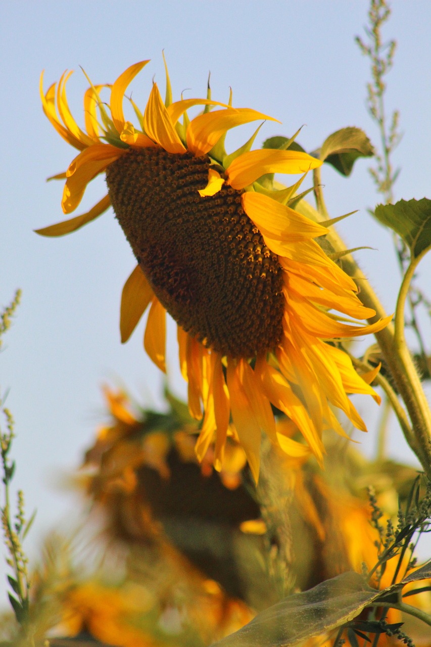  Sonnenblume Blume Pflanze - Kostenloses Foto auf Pixabay - Pixabay Illustration 