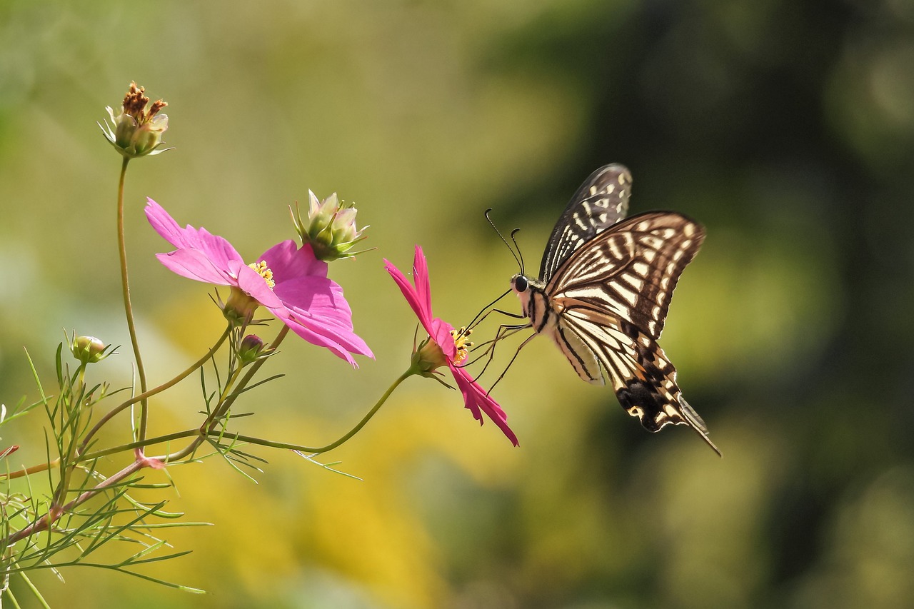 https://cdn.pixabay.com/photo/2021/10/07/04/56/butterfly-6687380_1280.jpg