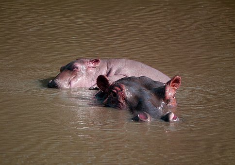 Free Hippopotamus Hippo photo and picture