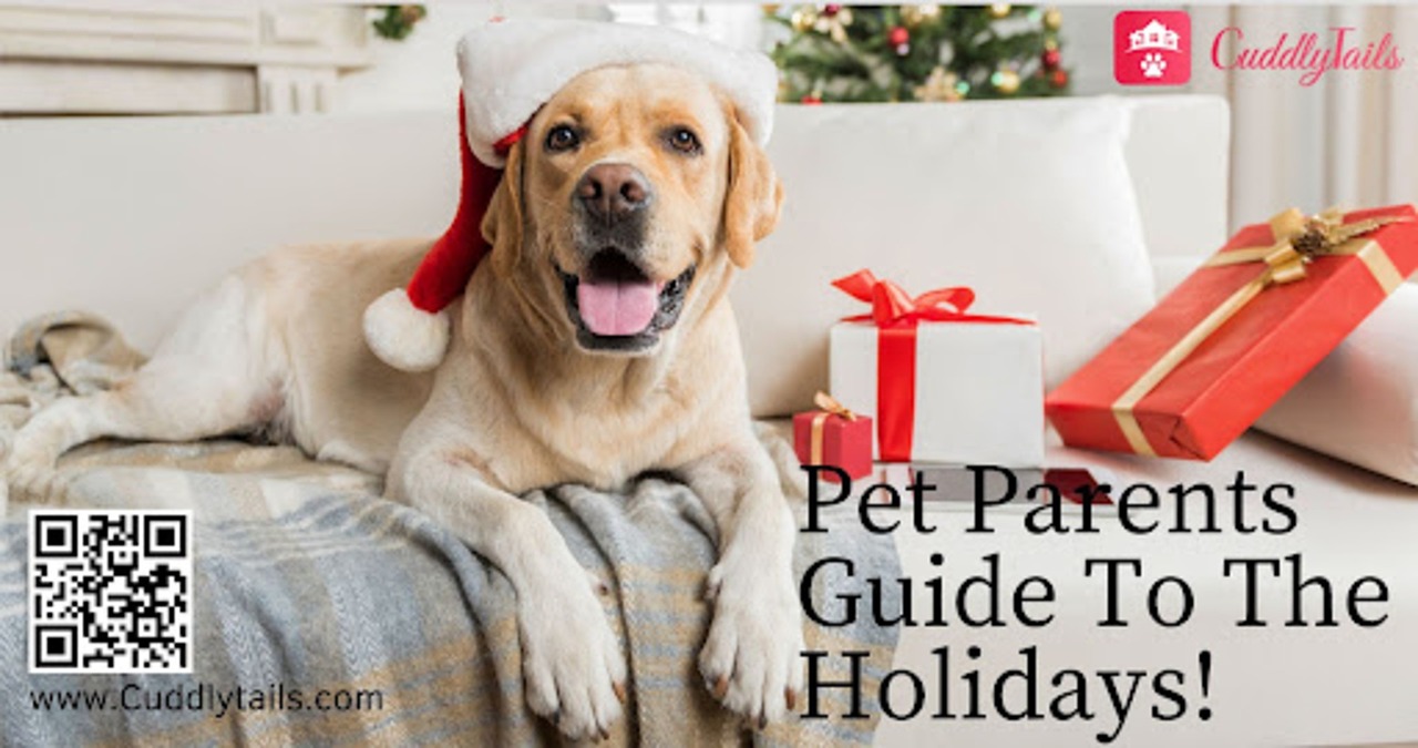 Pet Sitters New York City Best Free photo on Pixabay Pixabay