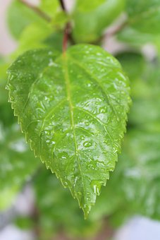 Free Leaves Green photo and picture