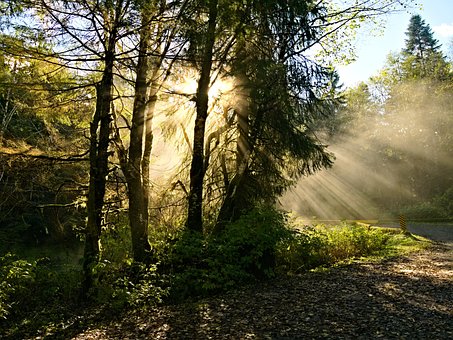Free Golden Hour Rays photo and picture